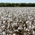 Mississippi cotton farmers are more than halfway through harvesting what is expected to be the fourth straight year the state has averaged more than 1,000 pounds of cotton per acre. This Coahoma County cotton was waiting for harvest Sept. 29, 2016. (Photo by MSU Extension Service/Kat Lawrence)