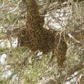 Honey bee swarms, such as this one found in a cedar tree, are part of the natural process colonies go through when they outgrow their current living space. (MSU Extension Service/File Photo)