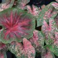 When kept consistently watered, caladiums are colorful additions to the landscape even during the hottest periods of summer. (Photo by MSU Extension Service/Gary Bachman)