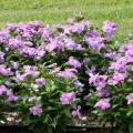 Colorful vincas, such as these Cora lavender plants, thrive in Mississippi's hot summer gardens, especially when planted in well-drained raised beds. (Photo by MSU Extension Service/Gary Bachman)