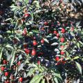 Ornamental peppers such as this Black Olive perform very well in the Mississippi dog days of summer. Dark, purplish-black fruit clusters mature to bright red and nicely contrast with the dark foliage. (Photo by MSU Extension Service/Gary Bachman)