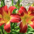 The daylily Suburban Nancy Gayle is one of the most outstanding new selections available. It blooms from mid-May until August with big, red, yellow-throated flowers. (Photo by MSU Extension Service/Gary Bachman)