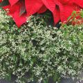 The hundreds of tiny, white flowers of Diamond Frost provide the perfect contrast to a favorite poinsettia color grouped together in one container. (File Photo/ MSU Extension)