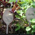 Flatten old spoons to use as plant markers, and use letter punches to stencil in the plant name. (Photo by MSU Extension Service/Gary Bachman)