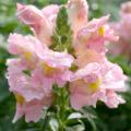 SONNET -- Sonnet snapdragons produce multiple large, colorful flower stalks that make excellent cuts. (Photo by MSU Extension/Gary Bachman)
