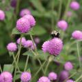 Ping Pong is a new gomphrena series that delivers a blast of color in any landscape bed. (Photo by MSU Extension/Gary Bachman)