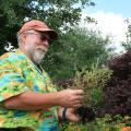 “Detective Bachman” examines a struggling plant to figure out how to fix a problem it faced in the landscape. (Photo by MSU Extension Service)