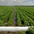Production agriculture experts and producers can learn more about effective irrigation practices, such as this furrow irrigation using polyethylene pipe, at the Irrigation and Water Conservation Summit in Stoneville on Dec. 10. (File photo by MSU Ag Communications)