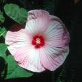 The tropical hibiscus has spectacular flowers of bright orange, yellow, red, pink and white, and blends of these colors. Some have double blossoms.