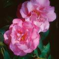 Camellias enhance the landscape like no other shrub with their glossy green leaves and exotic looking blooms.
