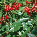 The aucuba is one of the best shrubs for the South, even though it comes from the Himalayas and Japan.