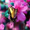 Many people find Pride of Mobile azaleas irresistible. They are not alone as butterflies, such as this swallowtail, are attracted to the Southern Indica group of azaleas including Pride of Mobile, Formosa, G.G. Gerbing, Judge Solomon and George Lindley Tabor.