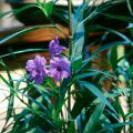 Ruellia has bluish-purple flowers that radiate color from the plant. The deep-green foliage with hints of burgundy is attractive and works well in combination plantings.