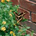This Giant Swallowtail butterfly has found New Gold lantana, the 1996 Mississippi Medallion winner, to be the perfect feast. New Gold is one of those plants that is tough as nails.