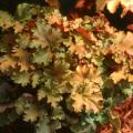 The ruffled, amber-gold foliage of Amber Waves deserves a place in partially shaded gardens, even if its rose-shaped flowers never appeared.