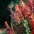 Scarlet sage is now available in a range of colors, all of which are sure to add sizzle to the landscape.