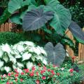 With huge, lush foliage, Black Magic elephant ears make an everyday garden look like the West Indies.