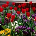 With pansy season at hand, consider companion plantings that will not only look good this fall and winter but also offer a crescendo next spring. Try red tulips with blue and white pansies.