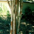 Natchez crape myrtle, known for its white blossoms during the summer, has beautiful bark that adds a special look to winter landscapes. The deep cinnamon-brown bark develops around the fifth year.