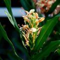 Featuring larger flowers and a sweet aroma, Peach ginger is known usually as Hedychium angustifolium, but has been reclassified as H. coccineum.