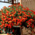 With its blaze of fiery orange-red and yellow, Million Bells Crackling Fire may be the prettiest calibrachoa on the market.