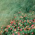 Wind Dancer love grass in the top of this photo makes a spectacular backdrop in a bed with Peach Sunrise lantanas, some of the new selections in the Landmark series.