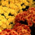 Some of the most durable Belgian mums are Conaco Orange and Conaco Yellow, which produce impressive floral displays.