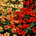 The Profusion Fire and Profusion Apricot zinnia varieties bloom from spring until frost. Profusion Fire astounds viewers with its scarlet and orange blooms. The Profusion Apricot is light coral with a rich terracotta center. 