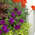 The Goldilocks variety of Creeping Jenny is an excellent accent in mixed containers. With leaves that resemble small discs, Goldilocks will it serve as a colorful filler plant, then climb over and plummet down the container. The leaves have a lime green color that will turn an iridescent yellow given more sun.