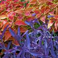 The Rustic Orange coleus produces a striking contrast when planted with the perennial Purple Heart, a vining plant sometimes called Setcresea.