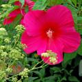 This hibiscus variety, Flare, is a wonderful cultivar that does great in any soil type. A hardy hibiscus variety, Flare has apple green foliage and large, high quality, fuchsia red flowers up to 10 inches wide. It stands 4 feet tall and is a profuse bloomer.