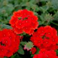 Fuego orange red verbena is a fiery, hot-colored plant coming from a company called Selecta First Class. Fuego is great in mixed containers or the landscape.