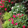 The Fiesta Ole rose form or double impatiens in both red and white work well in this shade garden combined with lime green Joseph's Coats..