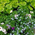 Crystal Palace Gem is one geranium gardeners will grow for its colorful lime-green foliage. They may never care if their reddish flowers ever bloom in this mixed container.