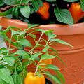 Many vegetables can be planted in late summer to produce in the fall. The Mohawk pepper is one selection that grows well in containers.