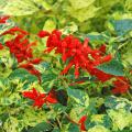 Dancing Flame salvia will live up to its name with intensely scarlet flowers that will mesmerize like a fire dancing at night. The variegated leaves are a sight to behold with brilliant lemon-lime and dark-green colors.