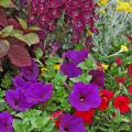 Angelface Dark Violet angelonia and Flambe Yellow chrysocephalum stand guard over these blue petunias and red calibrachoa.