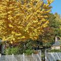 After a summer of medium to dark green color, Autumn Blaze red maple leaves turn fiery orange in the fall.