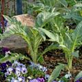 Cardoon makes a great foliage plant in ornamental flowerbeds, such as partnered here with pansies. This member of the thistle family is resistant to deer but edible for the rest of us. 