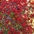 The red berries on a parsley-leaved hawthorn tree show from a great distance as the sun shows off their brilliant color.