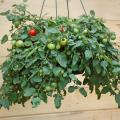 Hanging baskets overflowing with tomatoes like this Tumbling Tom variety are a clear sign that interest in the patio vegetable garden is going through the roof.