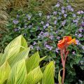 The Philippine violet is planted in front of maiden grasses' golden plumes that tower over the violet and dance in the wind. Flanking this are several Bengal tiger cannas. The striped green and gold foliage contrasts with the violet flowers. (Photos by Norman Winter/MSU Extension Service)