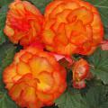 Nonstop Fire, or Begonia tuberhybrida, is a blaze of orange and yellow. The plants develop lateral branches, giving a great mounded look for baskets and planters. (Photos by Norman Winter)