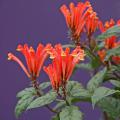 The fiery orange and yellow flowers of Scooter Flame scutellaria will prove to be a delight to visiting hummingbirds. (Photos by Norman Winter)
