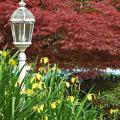 A Crimson Queen Japanese maple forms a brilliant backdrop for this yellow flag iris bed, which is set off by the white lamp. (Photo by Norman Winter)