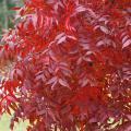 The Chinese pistache offers leaf texture similar to the sumac, along with stunning yellow, orange and red fall color on a tree that is basically indestructible. (Photo by Norman Winter)