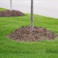 Typical mulch volcanoes have been formed high around the base and trunk of these trees. This thick layer of mulch is bad for the trees and can cause bark decay, root circling, and other problems. (Photo by Gary Bachman)