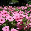 The Vista Bubblegum Supertunia is a clear, bright pink that pairs well with the red and purple Vista  Fuchsia. 