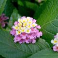 This Sunrise Rose lantana is part of the Lucky series, which grows 12-16 inches tall and wide. 