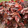 Acalypha Bronze Pink works well in the landscape or containers. The leaves are dark pink to reddish bronze. It gives a terrific show when planted in mass in the landscape and is a great thriller plant in containers. 